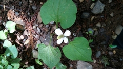 Houttuynia cordata