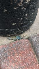 Podarcis muralis