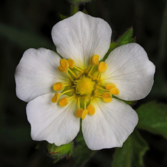 Drymocallis rupestris