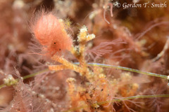 Phycocaris simulans