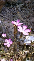Dianthus strictus