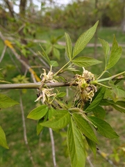 Acer negundo