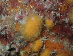 Pseudodistoma novaezelandiae