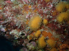 Pseudodistoma novaezelandiae