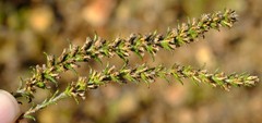 Myrovernix glandulosus