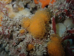 Pseudodistoma novaezelandiae