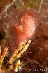 Phycocaris simulans