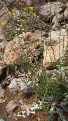 Anarrhinum forskaohlii
