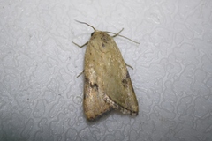 Micrathetis costiplaga