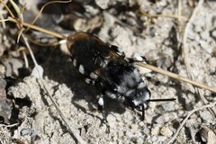Melecta luctuosa