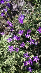 Campanula stricta