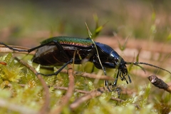 Carabus hispanus
