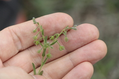 Rochelia retorta
