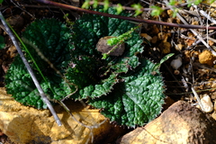 Lichtensteinia latifolia