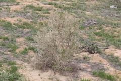 Haloxylon