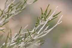 Haloxylon