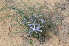 Iris tenuifolia
