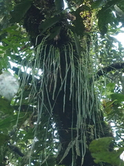 Haplopteris elongata