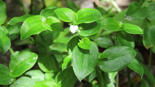 Callisia gracilis (Callisia gracilis)