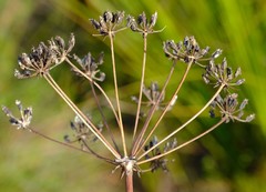 Lichtensteinia latifolia