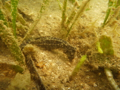Hippocampus mohnikei