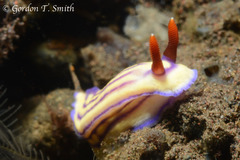 Hypselodoris whitei