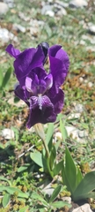 Iris sabina
