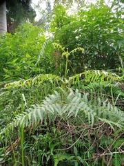 Pteridium revolutum
