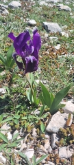 Iris sabina