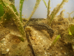 Hippocampus mohnikei