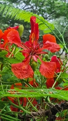 Delonix regia