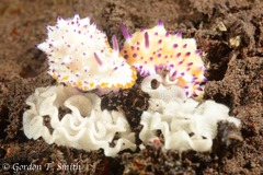 Mexichromis multituberculata