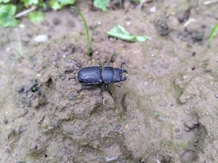 Dorcus parallelipipedus
