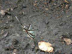 Protographium epidaus