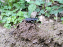 Dorcus parallelipipedus