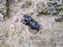 Dorcus parallelipipedus