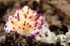 Mexichromis multituberculata