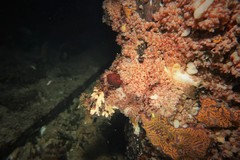 Stolonica australis