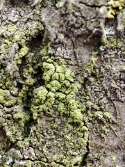 Lecanoromycetes