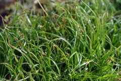 Fimbristylis dichotoma ochotensis