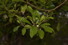 Acronychia littoralis