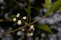 Acronychia littoralis