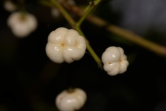 Acronychia littoralis