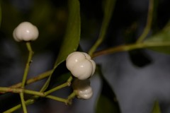 Acronychia littoralis