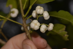 Acronychia littoralis