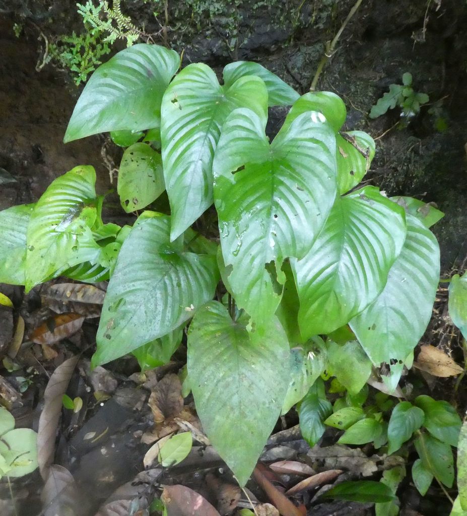 Anubias