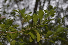 Acronychia littoralis