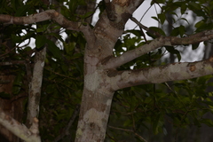 Acronychia littoralis