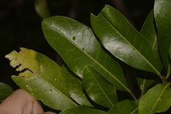 Acronychia littoralis