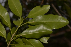 Acronychia littoralis